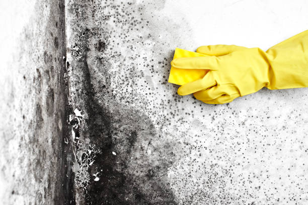 Best Best Mold Removal Companies  in Church Rock, NM