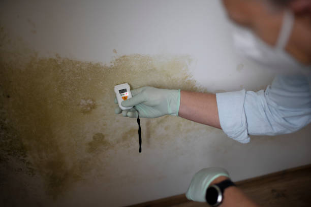 Best Attic Mold Removal  in Church Rock, NM