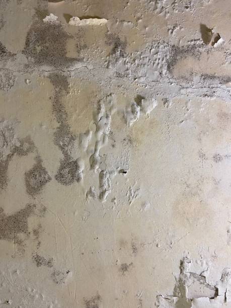 Best Mold Remediation  in Church Rock, NM