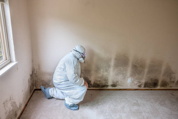 Best Residential Mold Removal  in Church Rock, NM