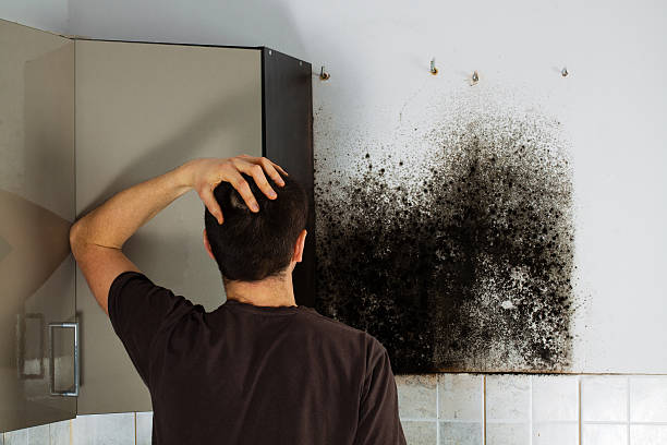 Best Emergency Mold Removal  in Church Rock, NM