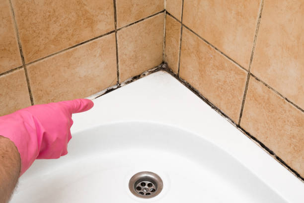 Best Black Mold Removal  in Church Rock, NM